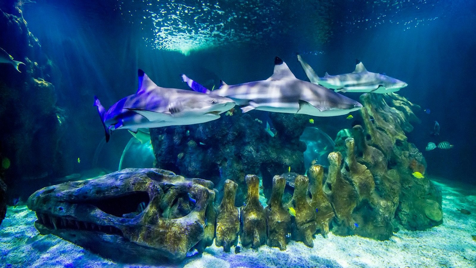 Visitors observing interactive marine life displays