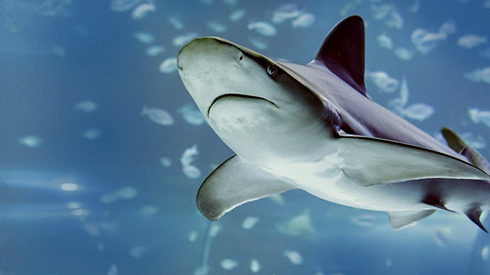 Ray swimming inside Atlantis Aquarium Madrid