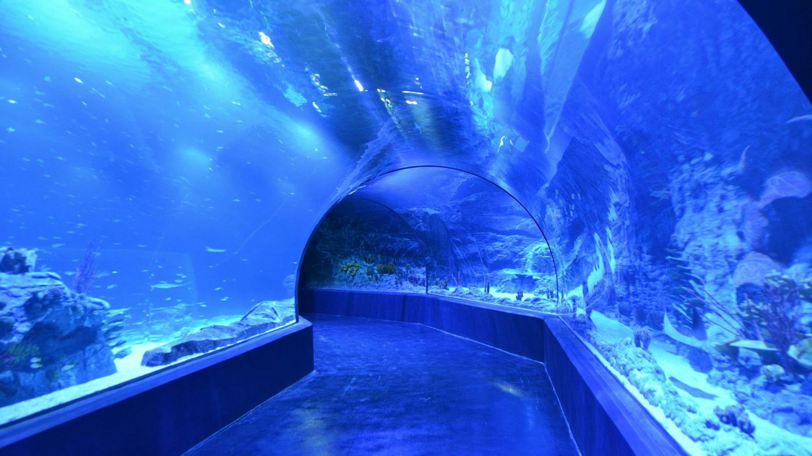 Turtle display at Atlantis Aquarium Madrid