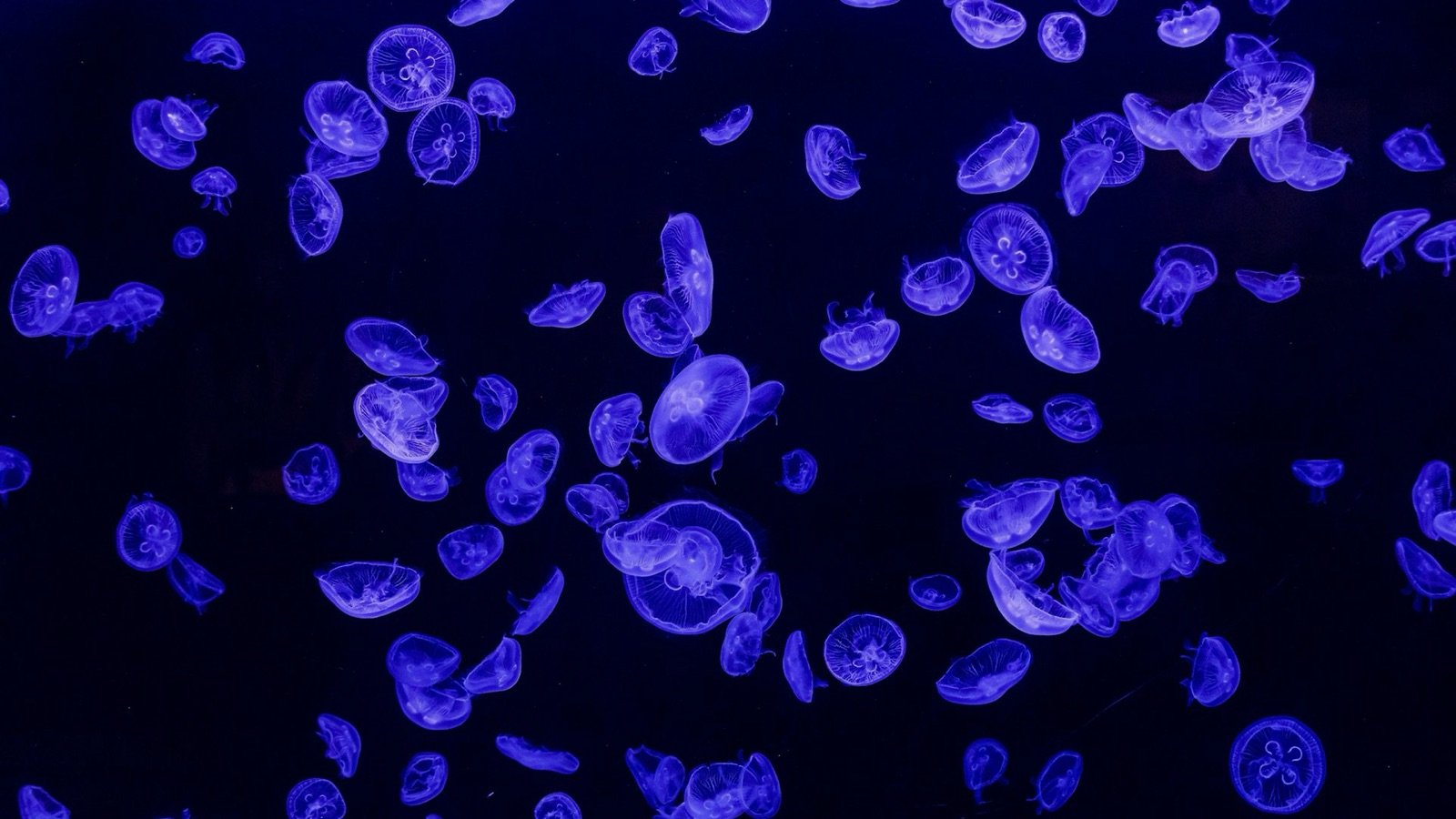 Jellyfish exhibit at Atlantis Aquarium Madrid