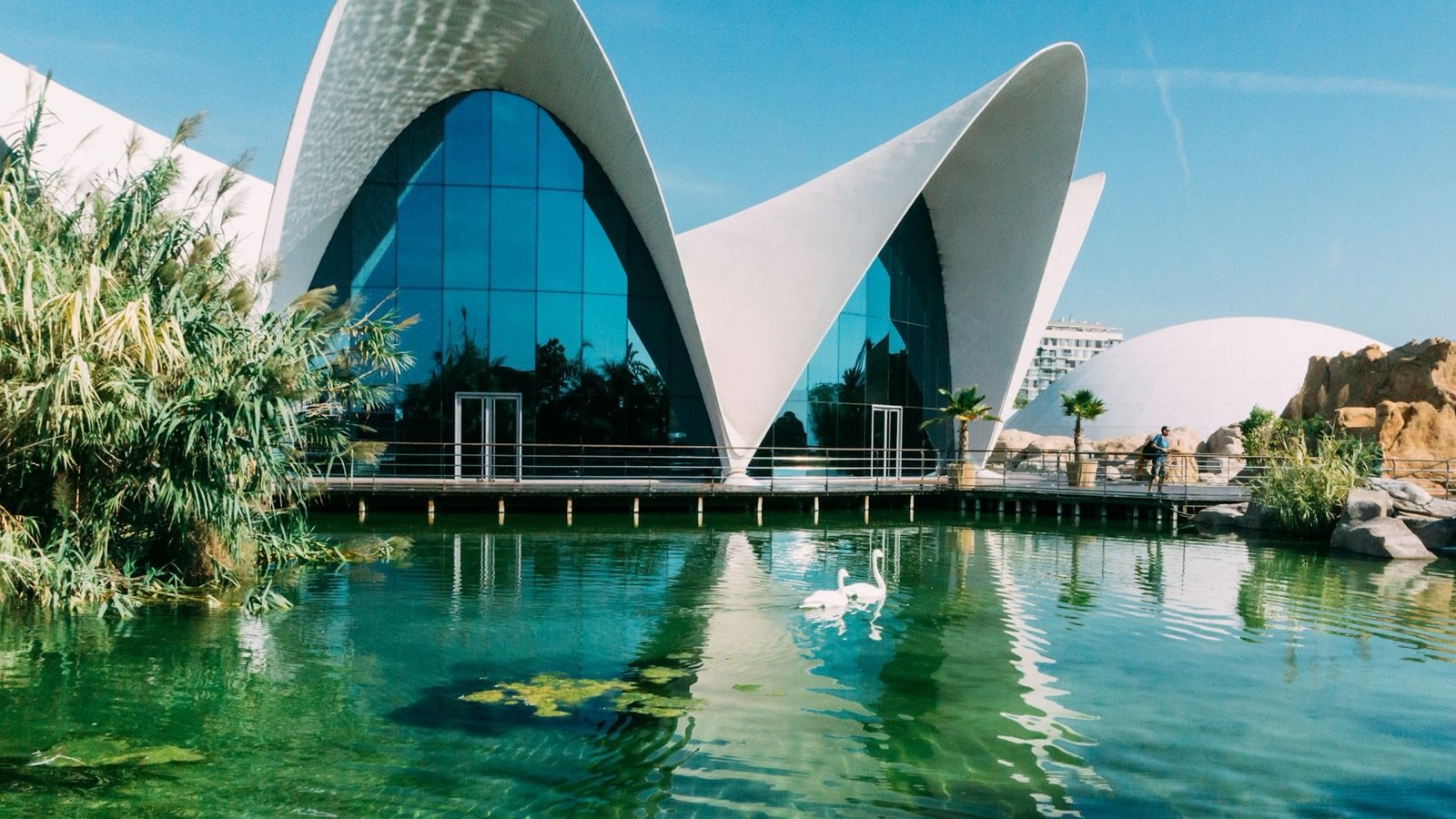 Oceanogràfic de Valencia underwater tunnel with sharks swimming overhead