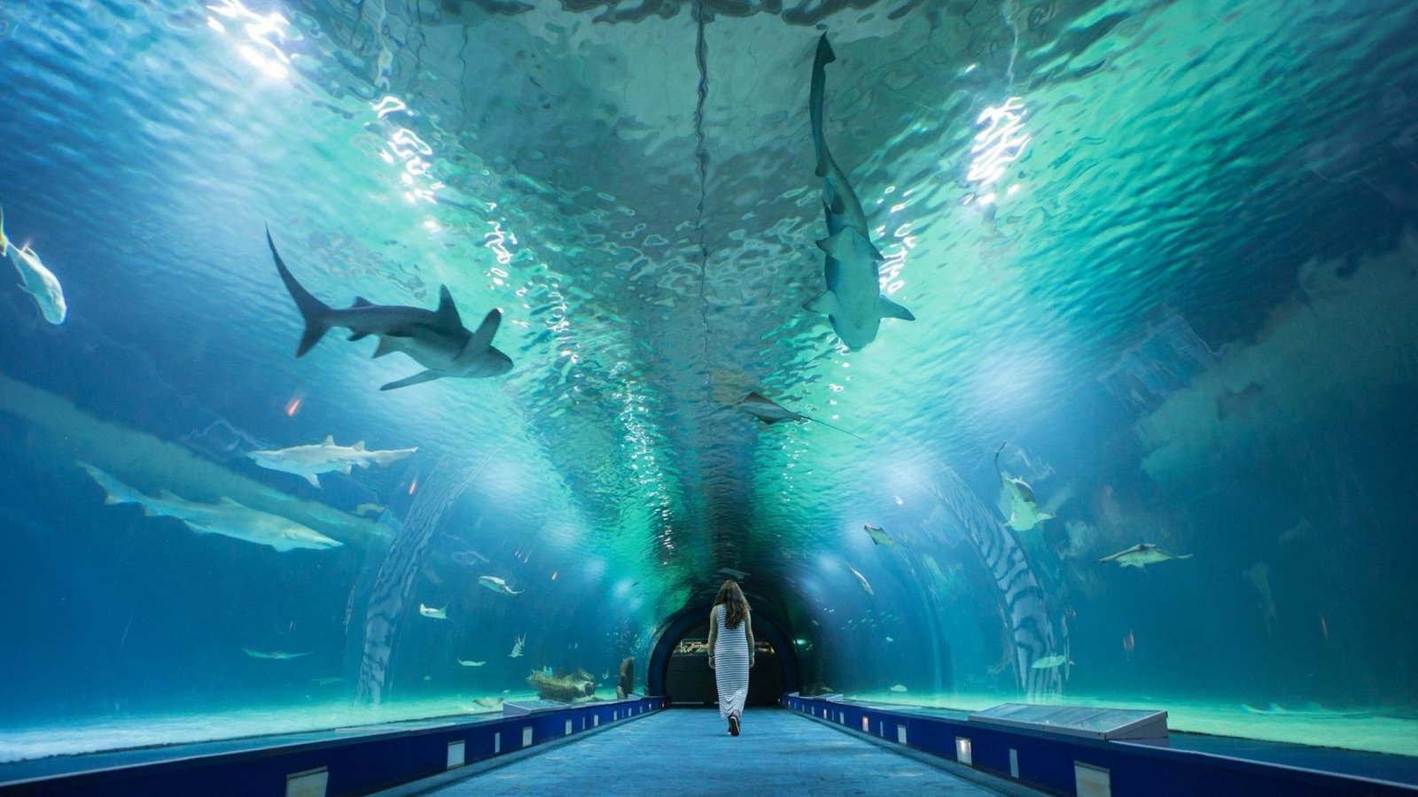 Beluga whales swimming in the Arctic habitat at Oceanogràfic de Valencia