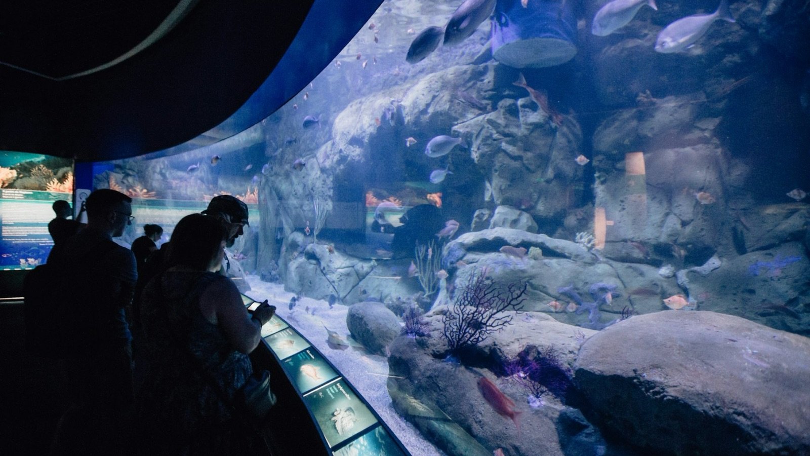 Penguins standing in their indoor habitat at Oceanogràfic de Valencia