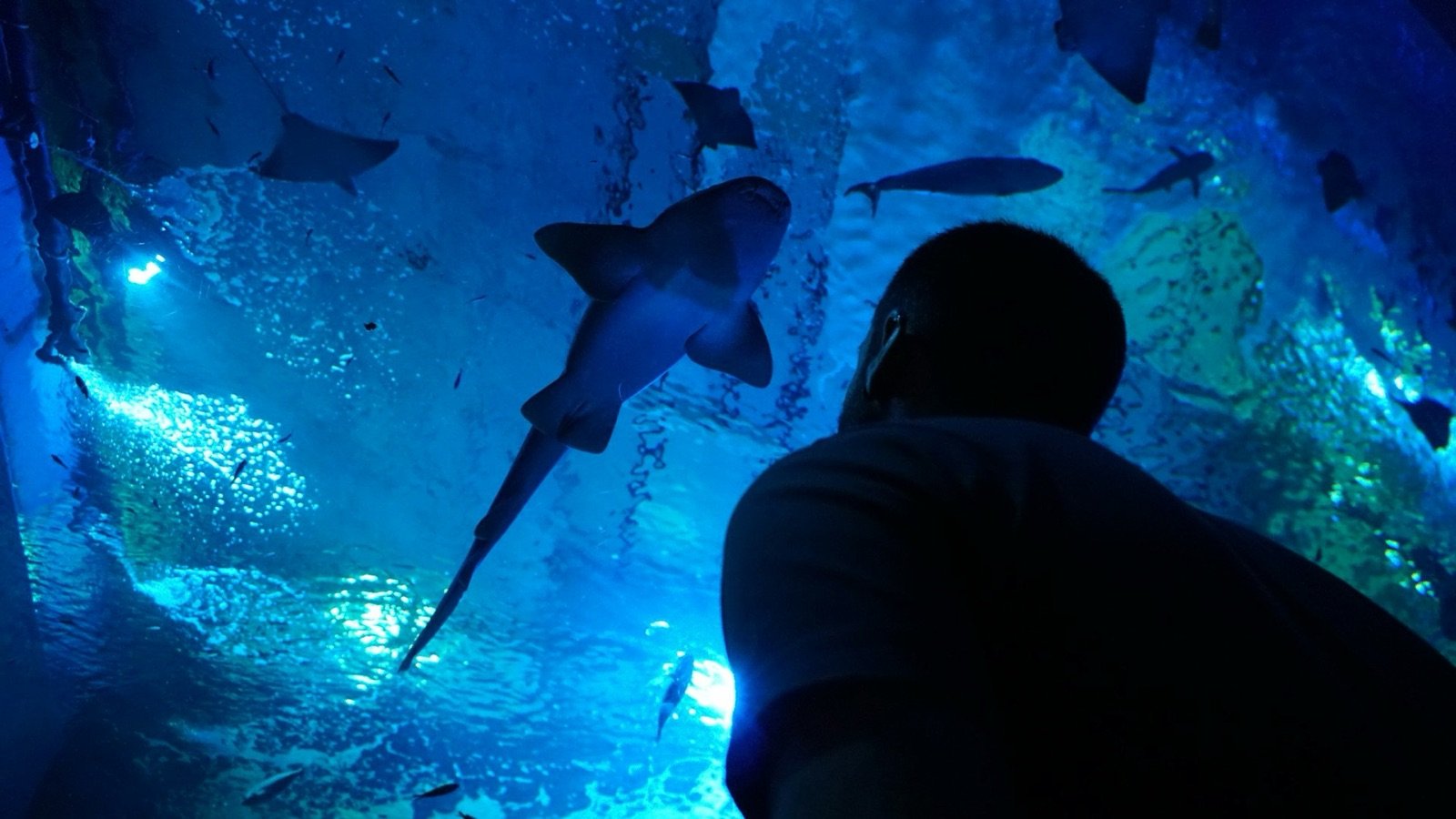 Underwater tunnel with sharks and sea turtles at Seville Aquarium