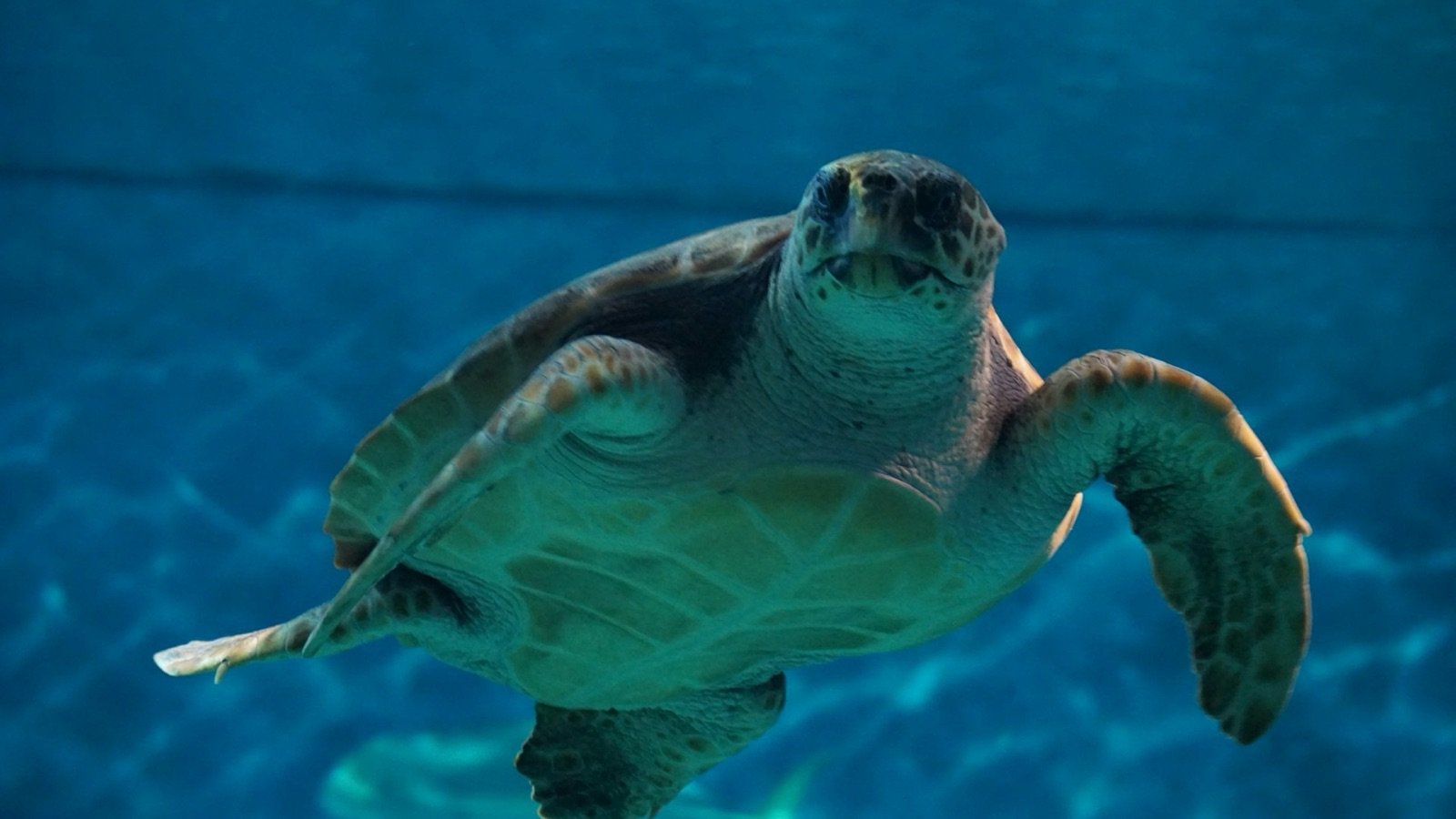 Interactive touch pools with marine life at Seville Aquarium
