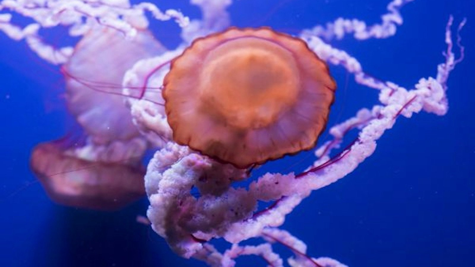 Tropical zone with diverse marine species at Seville Aquarium
