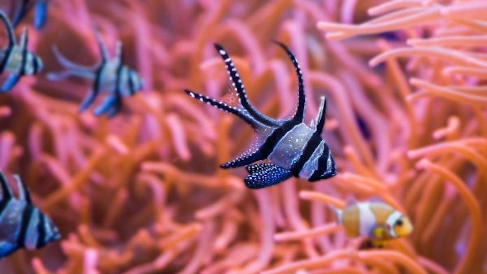 Oceanarium viewing area with deep sea aquatic animals at Seville Aquarium