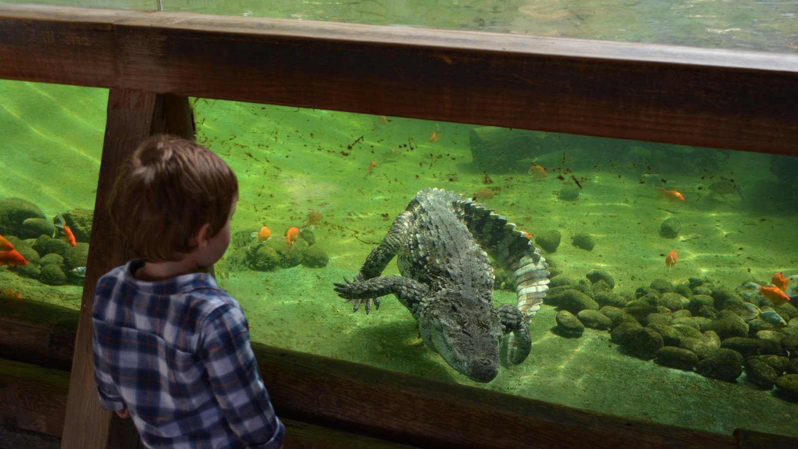 Indian rhinoceros in natural habitat exhibit at Terra Natura Benidorm