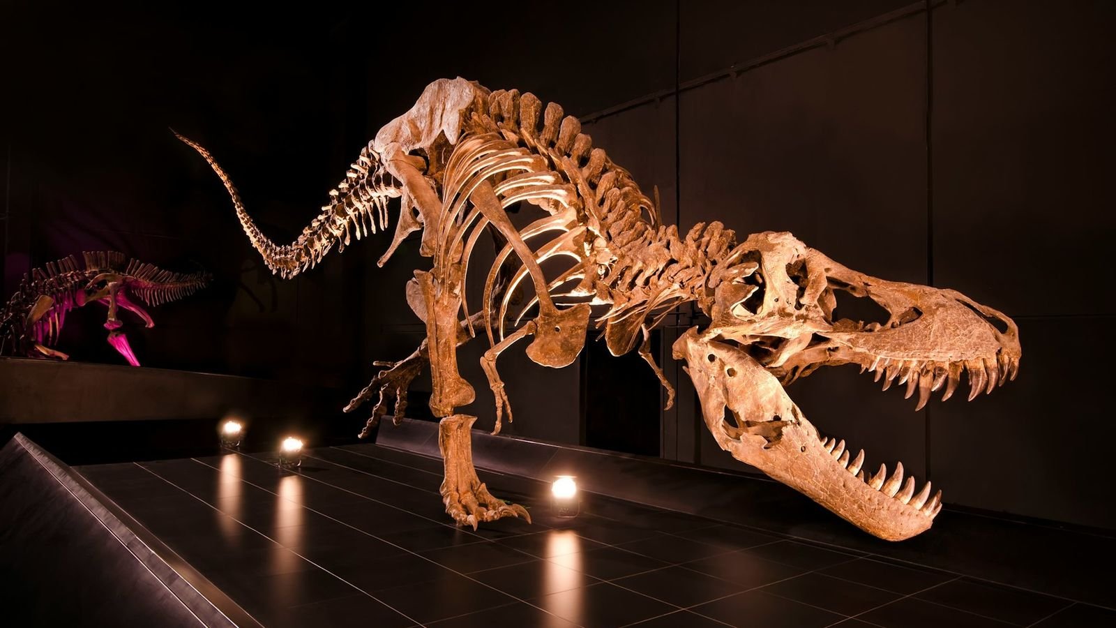 Dinosaur shows and animatronic creatures