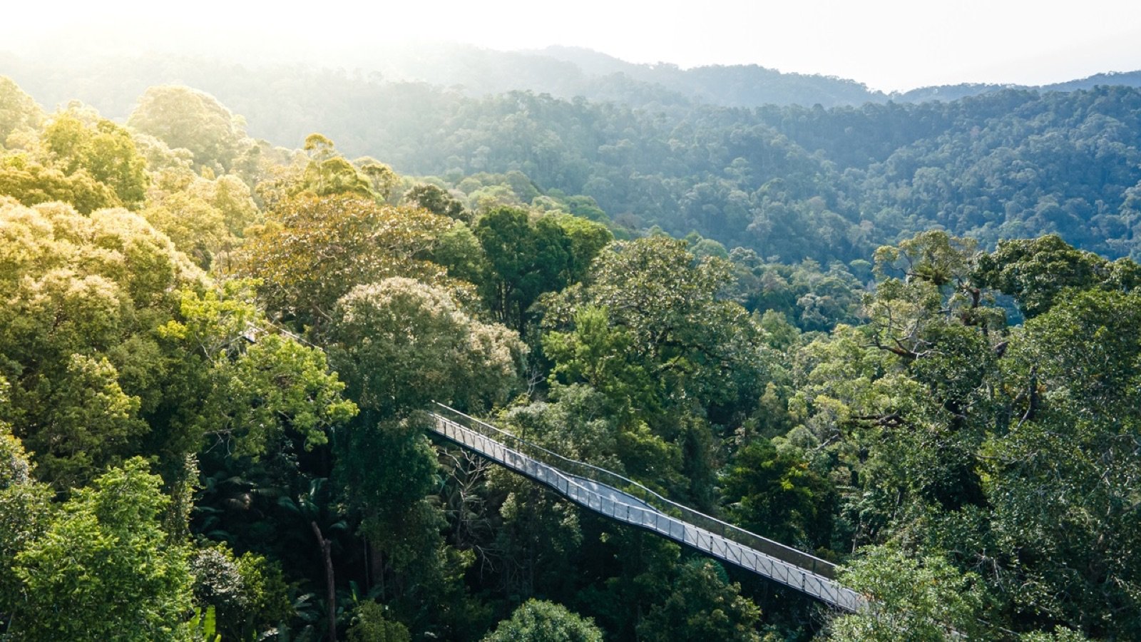 Langur Way Canopy Walk bridge through the rainforest canopy