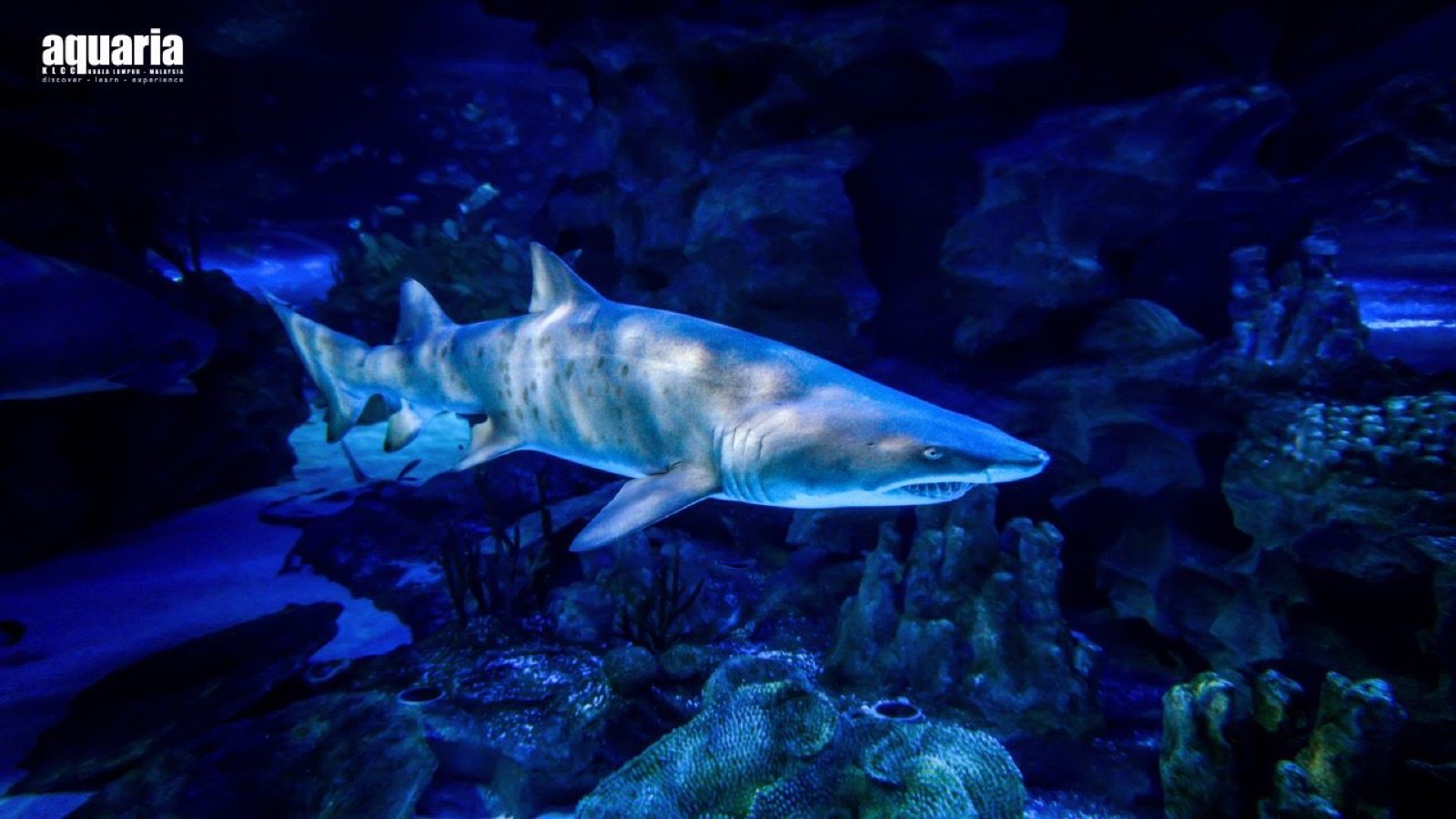 Sand tiger shark exhibit at Aquaria KLCC