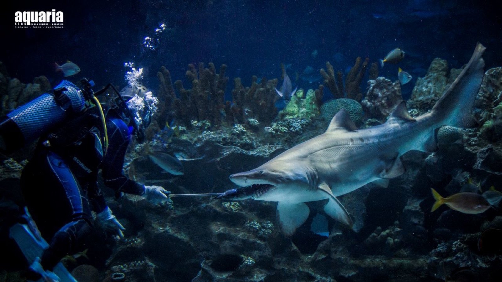 Giant grouper inside Aquaria KLCC