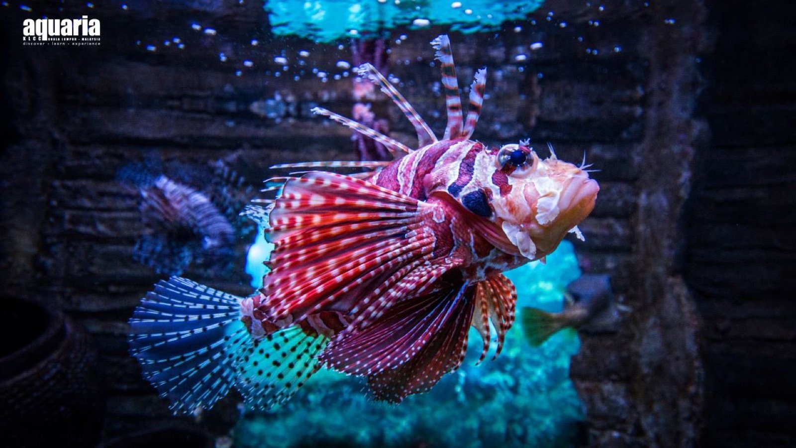 Living Ocean exhibit at Aquaria KLCC