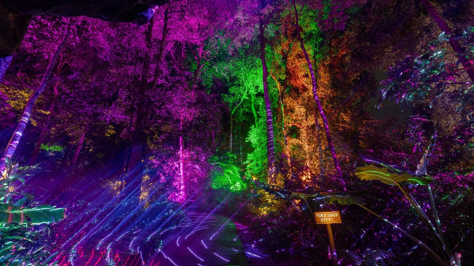 Projection mapping in the rainforest