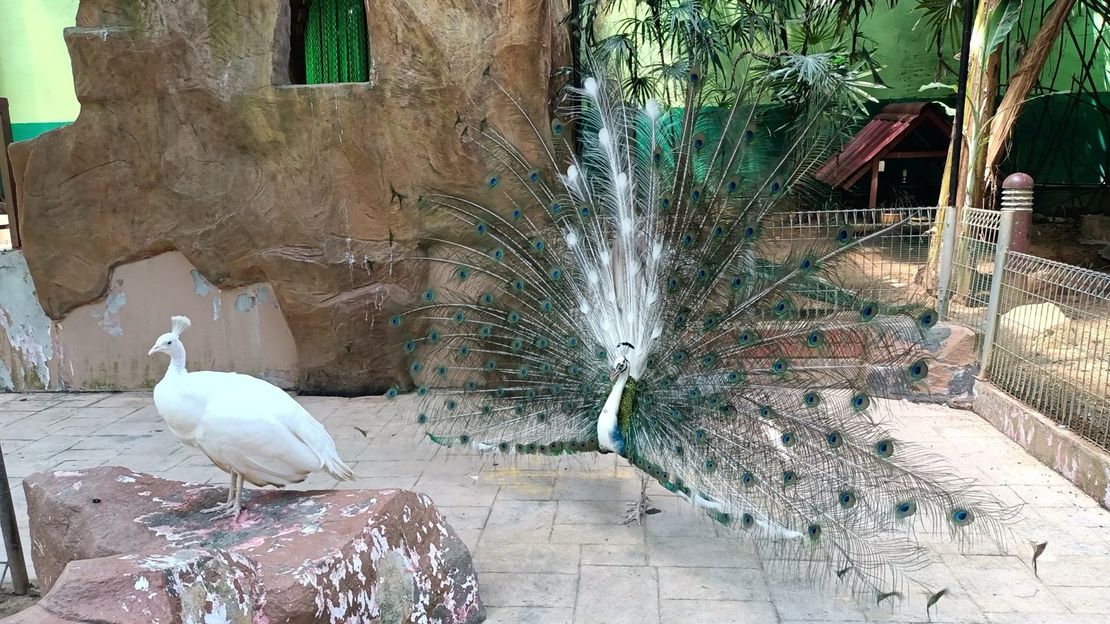 Crocodile exhibit and feeding presentation