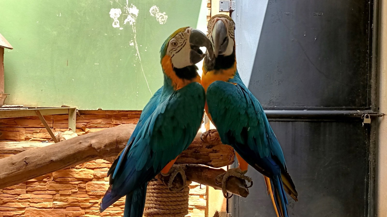 Dedicated bird aviary and viewing area