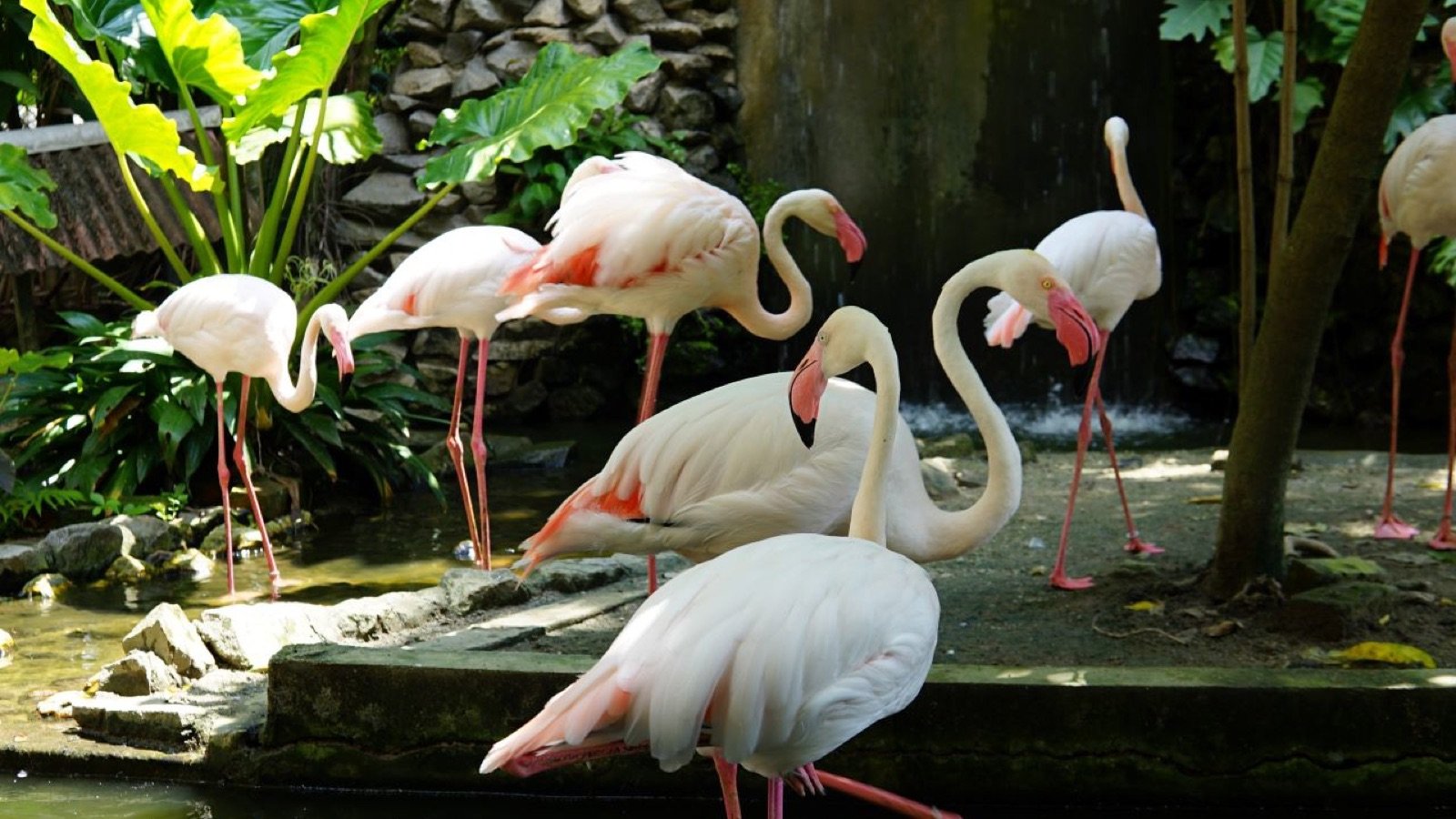 Flamingos standing in water enclosure at Penang Bird Park