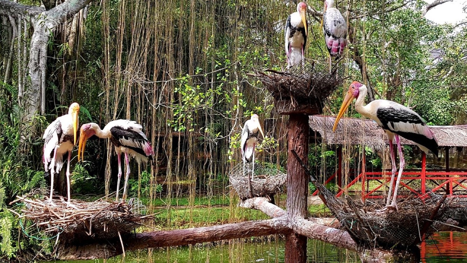 Hornbill perched on branch at Penang Bird Park