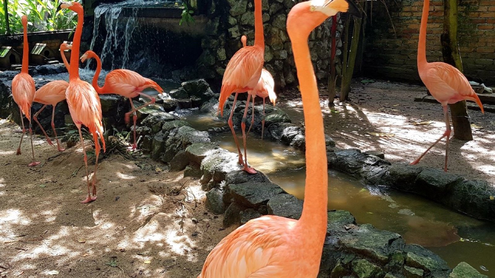 Pelican feeding session at Penang Bird Park Permatang Pauh
