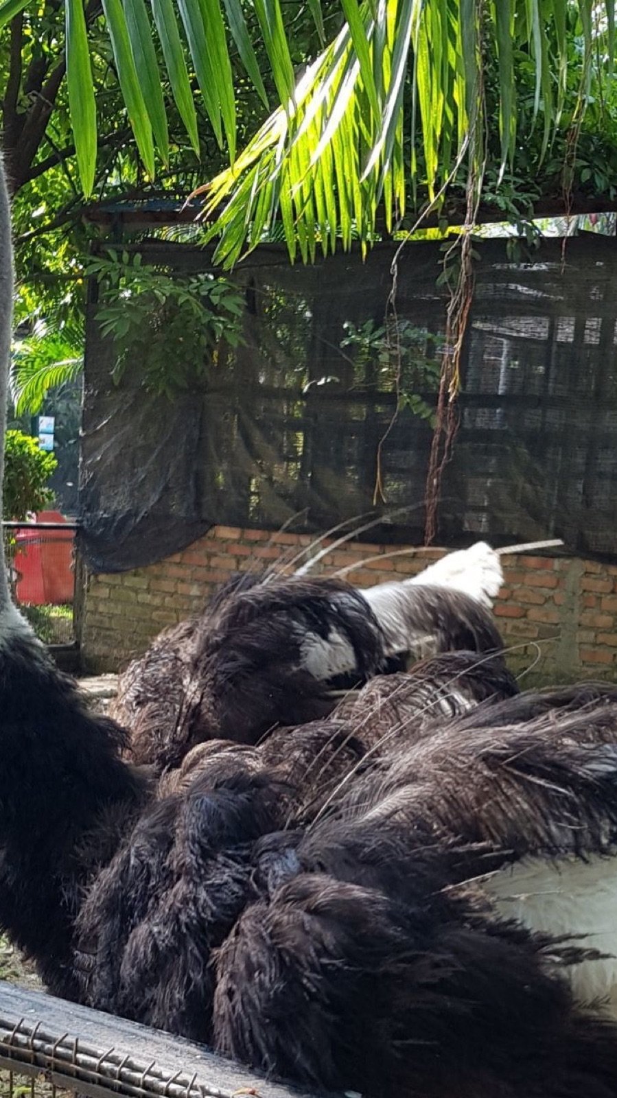 Daily bird show demonstration at Penang Bird Park