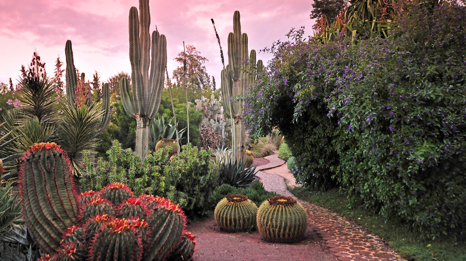 Exotic plants and bamboo in the garden