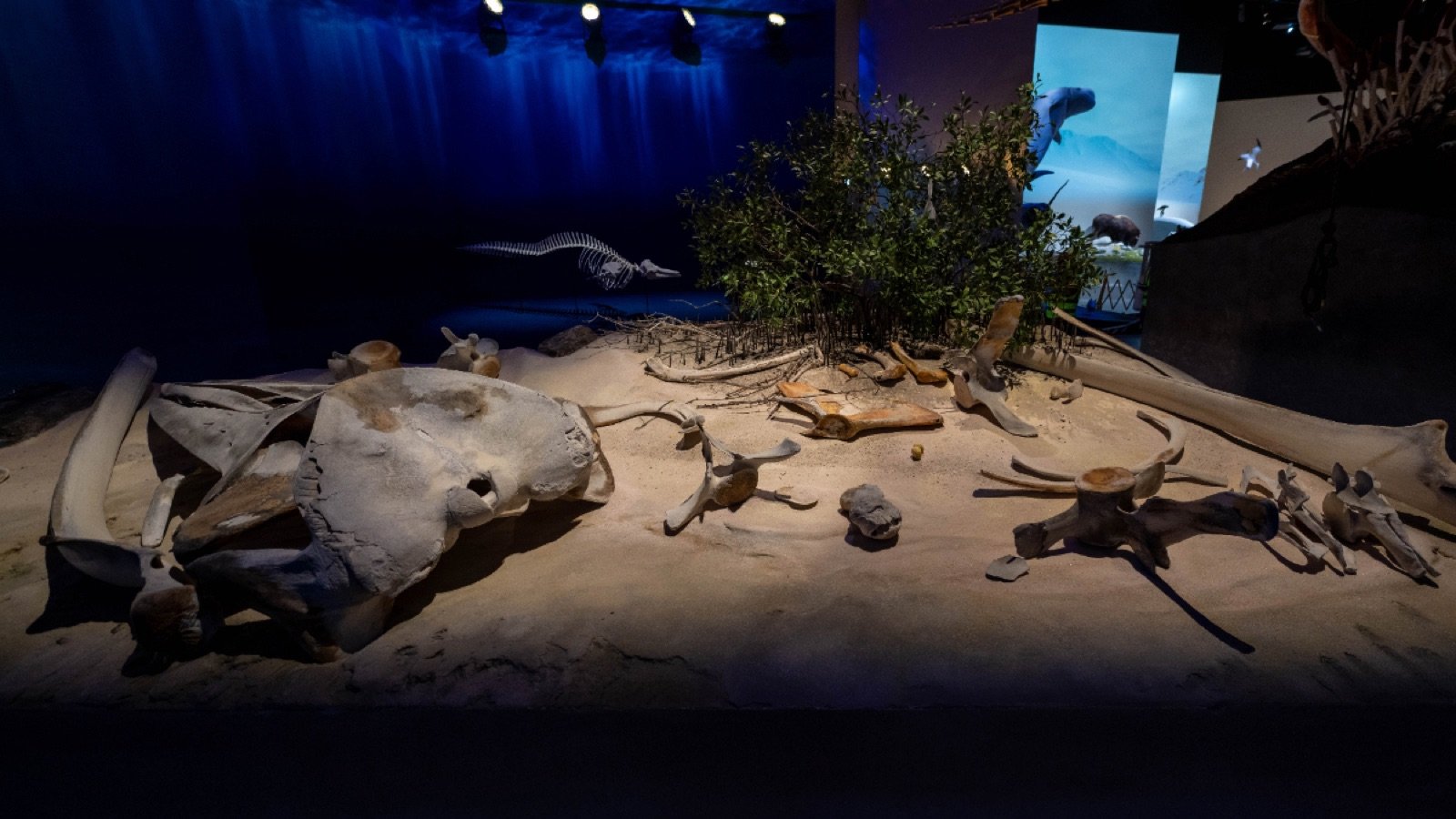 Dinosaur fossil exhibit at the museum