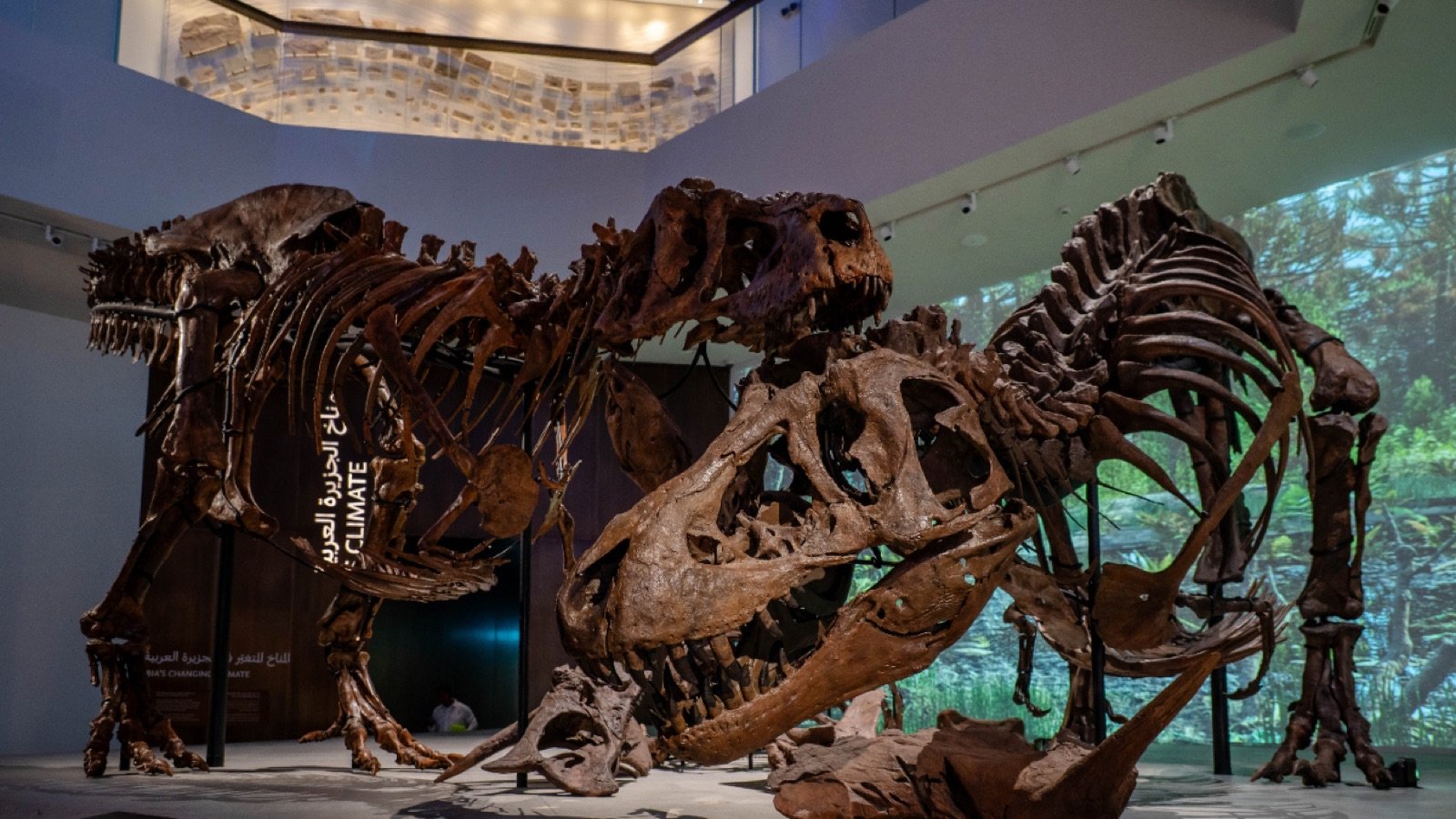 Museum gallery with meteorite collection