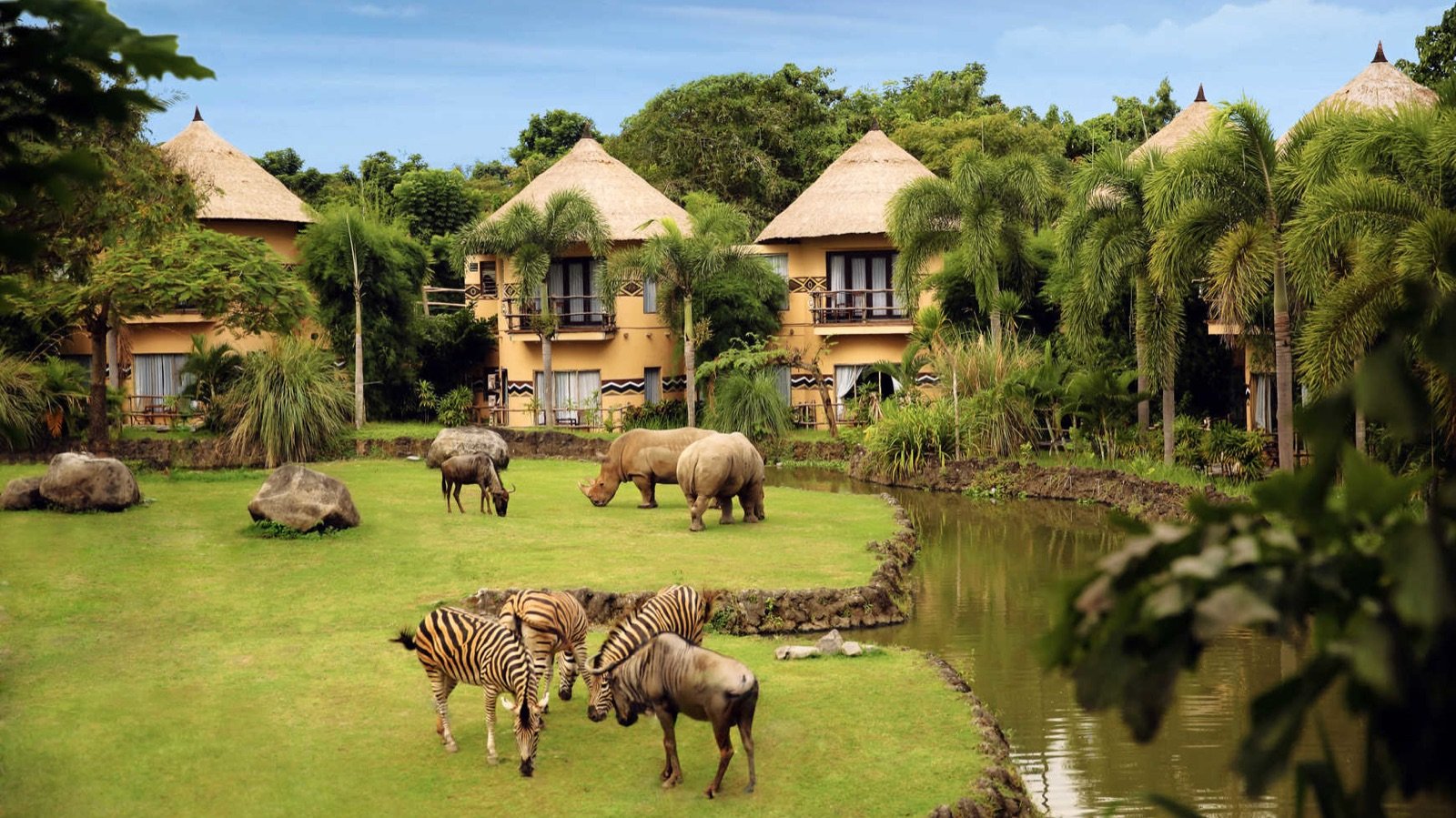 Indian white tiger habitat at Bali Safari Park