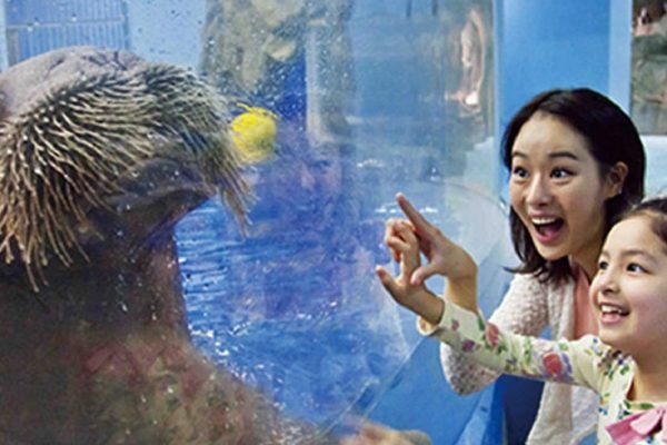 Aqua Planet Jeju Aquarium Seogwipo Tickets | Book Online