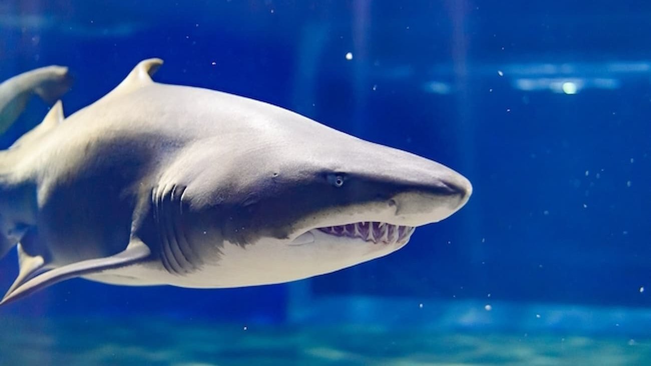 Aqua World Ibaraki Prefectural Oarai Aquarium Ticket