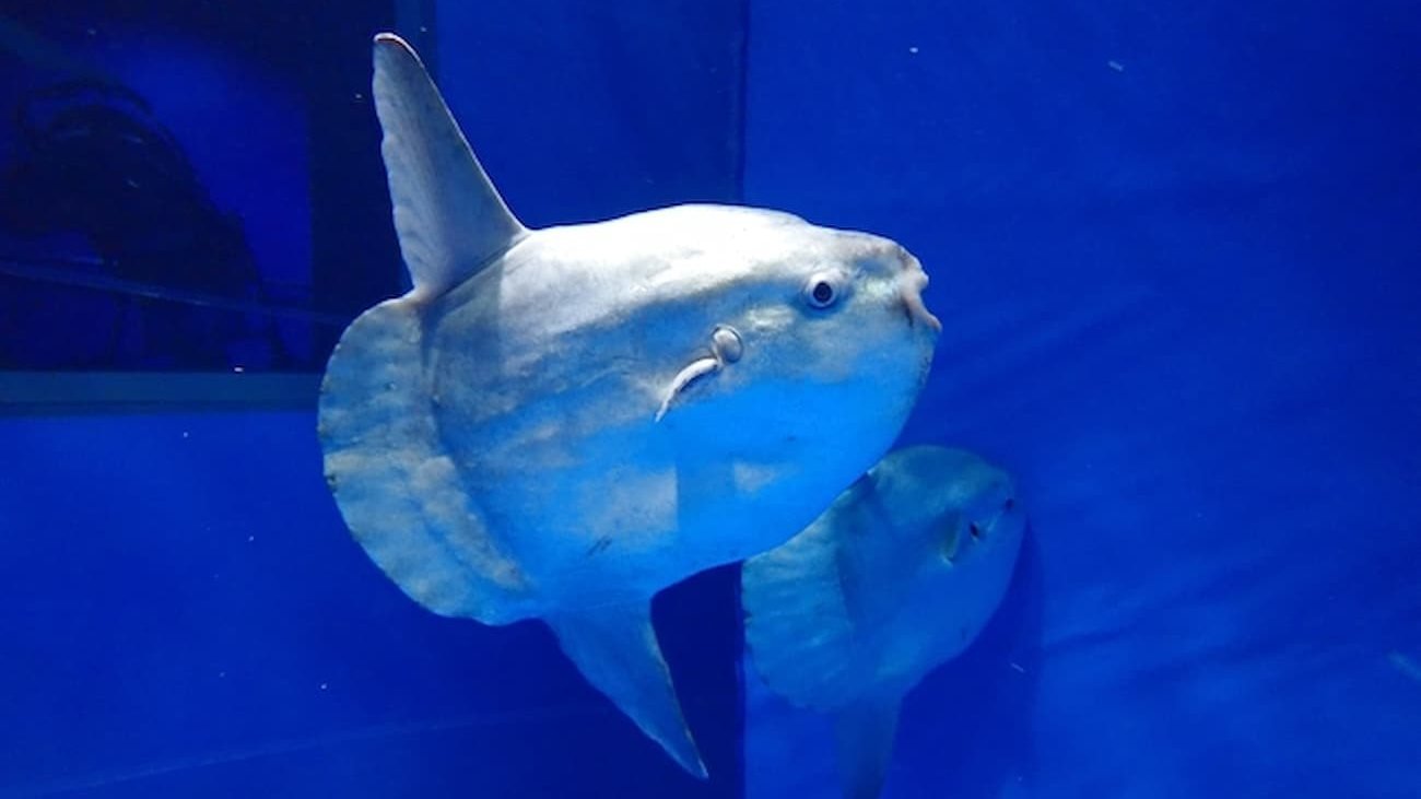 Aqua World Ibaraki Prefectural Oarai Aquarium Ticket
