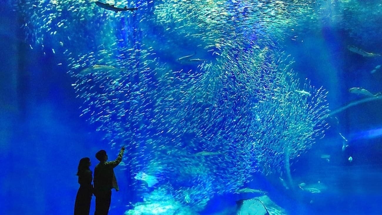 Aqua World Ibaraki Prefectural Oarai Aquarium Ticket