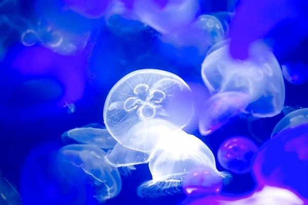 Aqua World Ibaraki Prefectural Oarai Aquarium Ticket | Book 