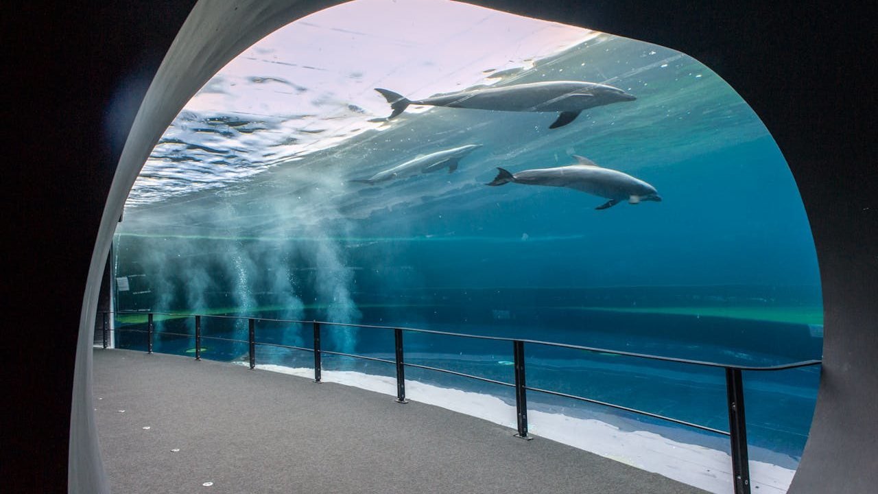 Aquarium of Genoa Ticket
