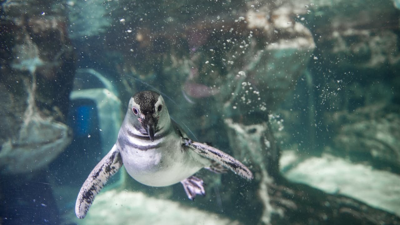 Aquarium of Genoa Ticket