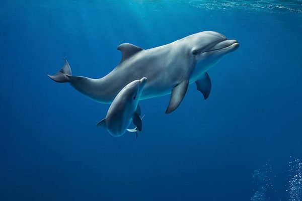 Aquarium of Genoa Genova Tickets | Book Online