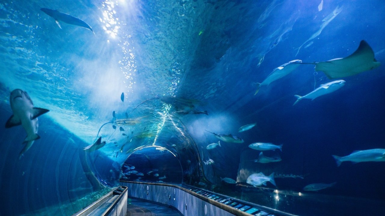 Aquarium of the Bay Ticket