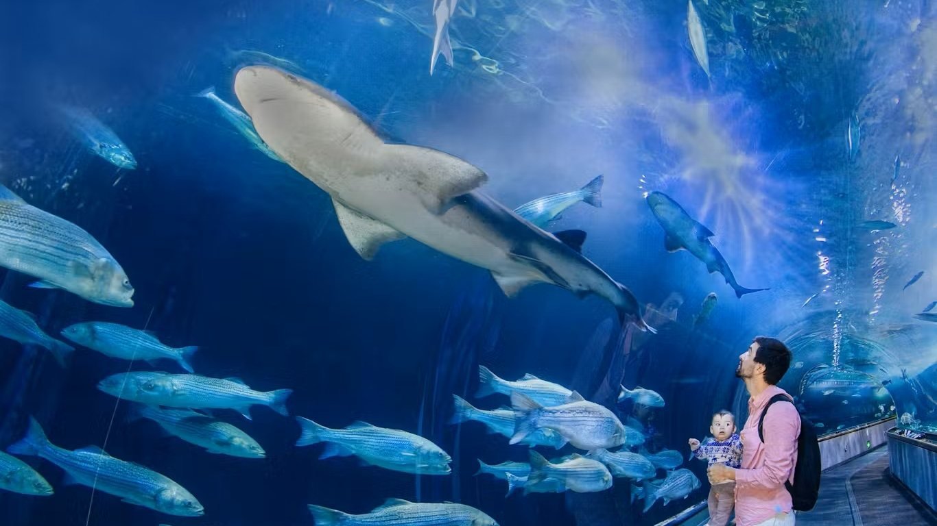 Aquarium of the Bay Ticket
