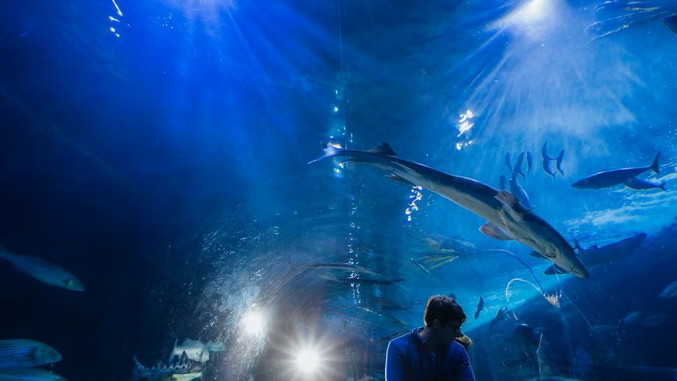 Aquarium of the Bay Ticket