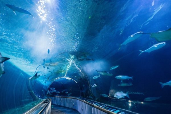 Aquarium of the Bay San Francisco Tickets | Book Online