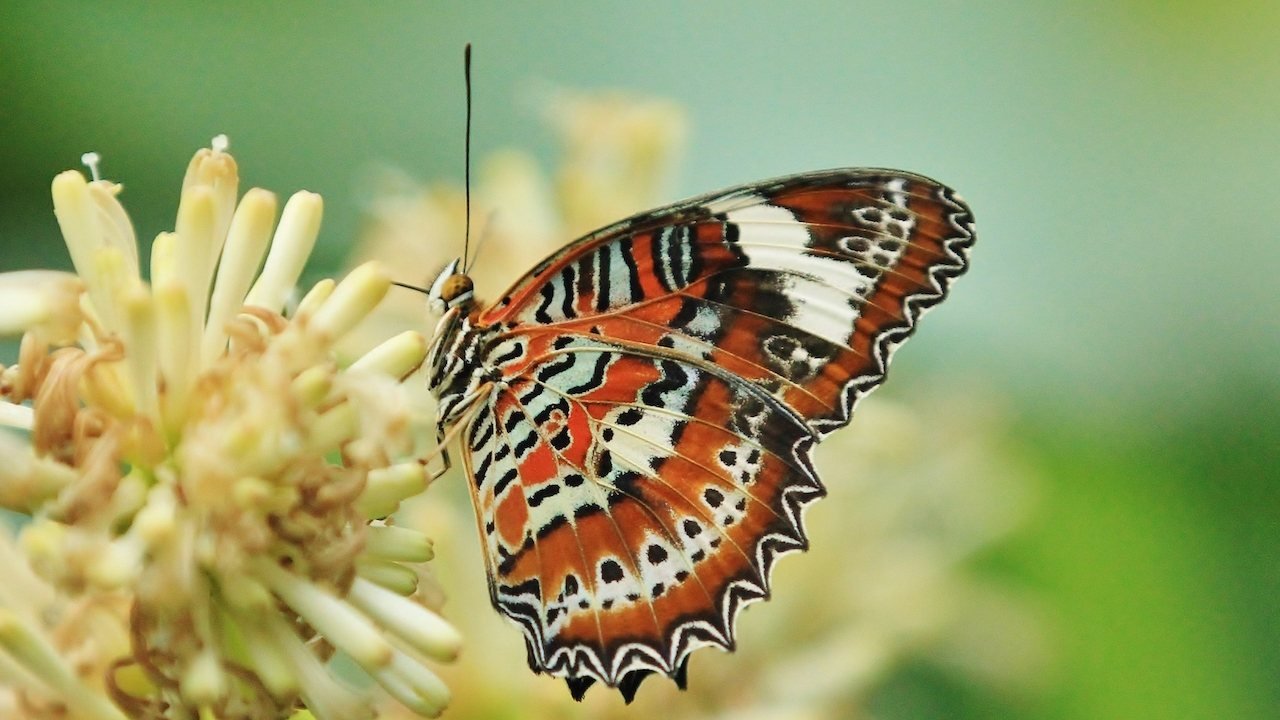 Australian Butterfly Sanctuary
