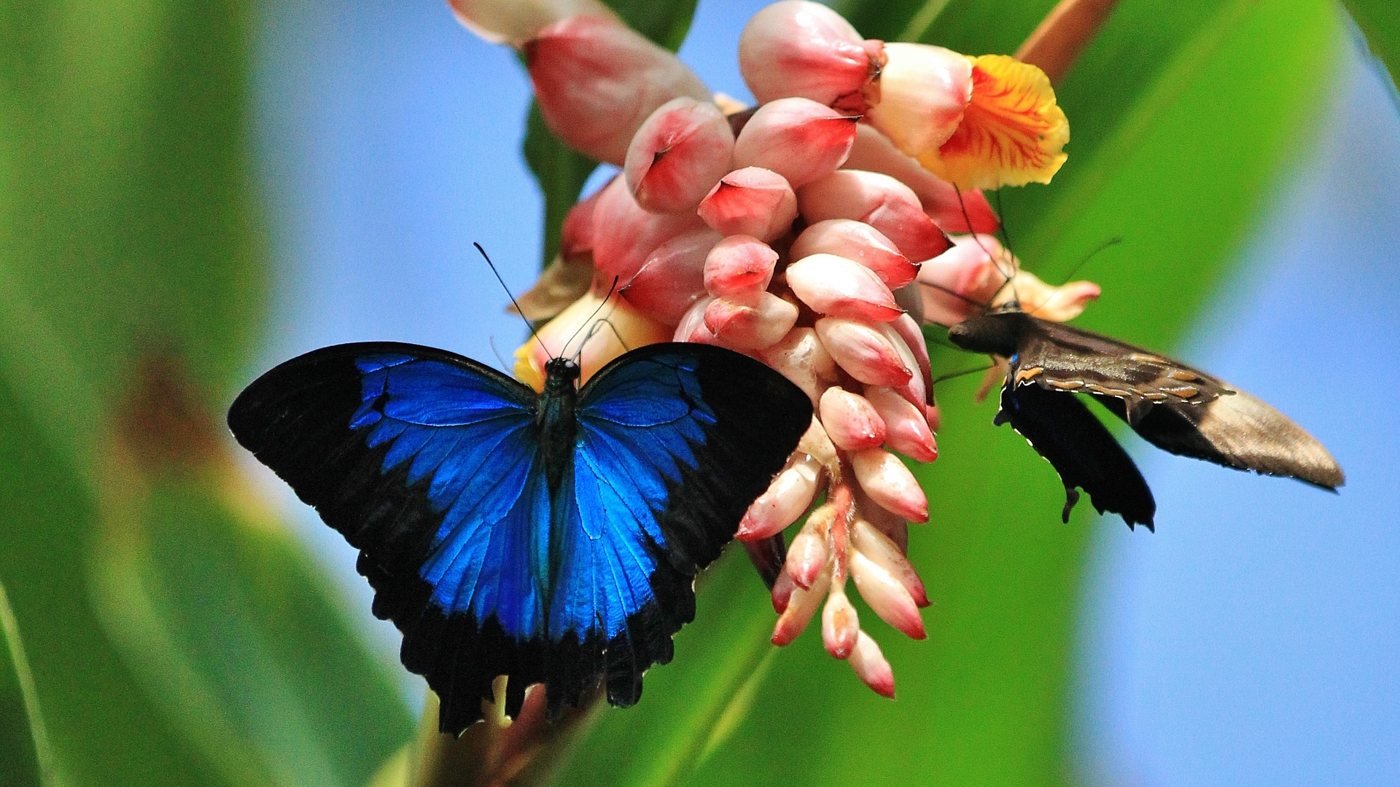 Australian Butterfly Sanctuary