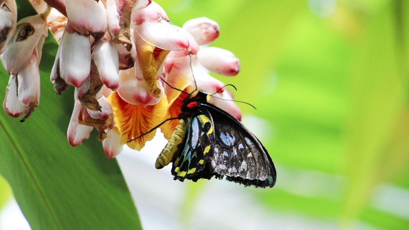 Australian Butterfly Sanctuary