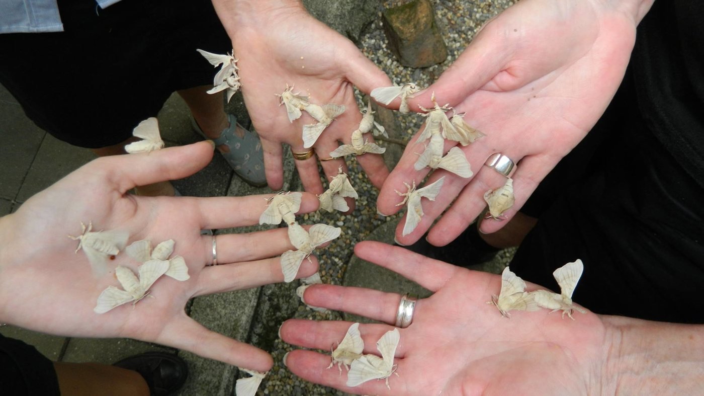 Australian Butterfly Sanctuary