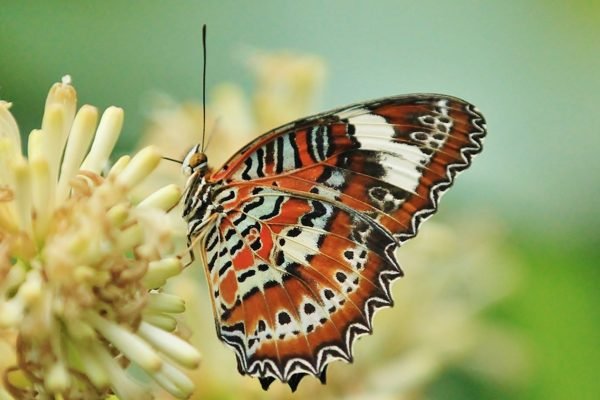 Australian Butterfly Sanctuary Kuranda Tickets | Book Online