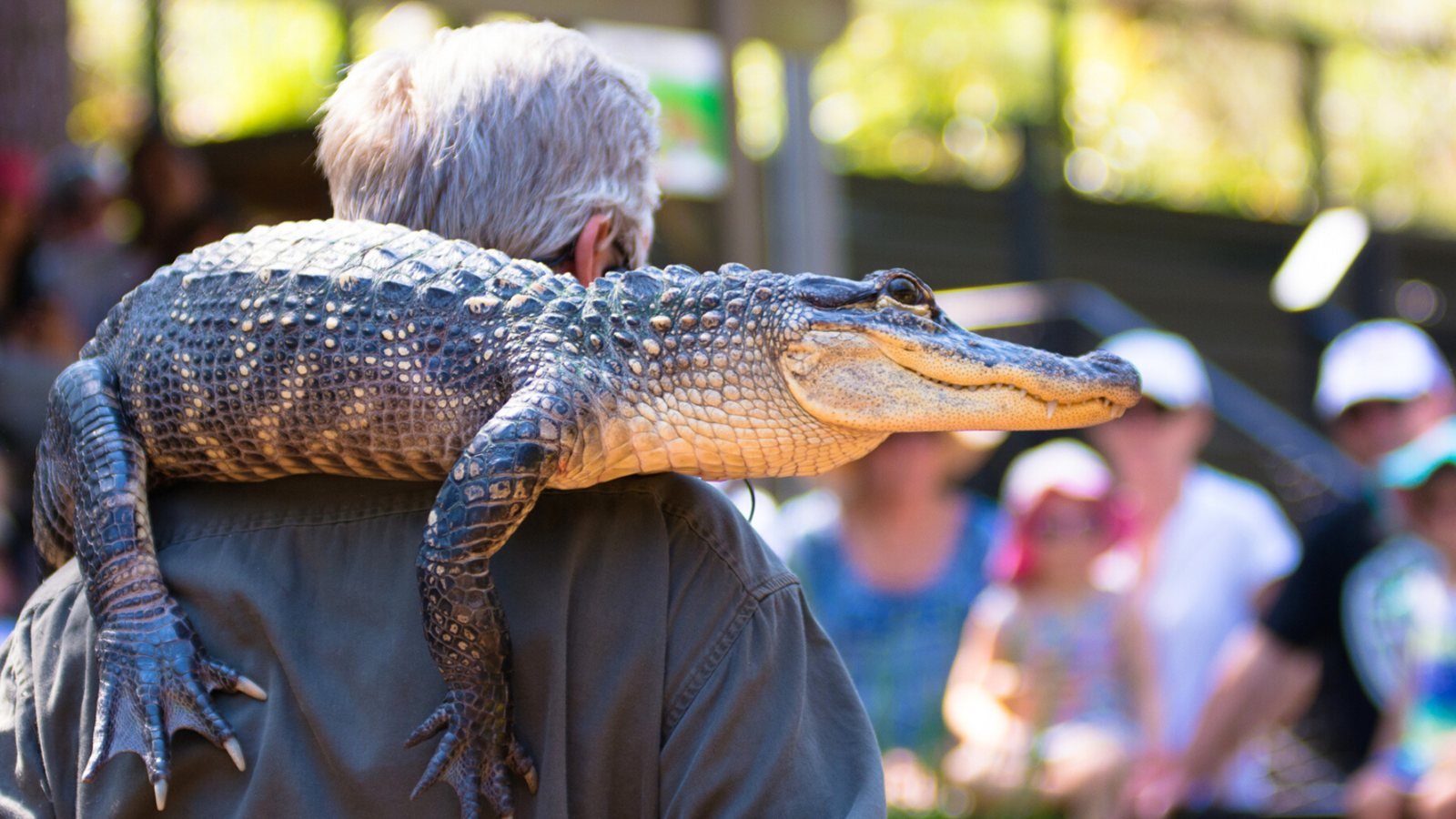 Australian Reptile Park