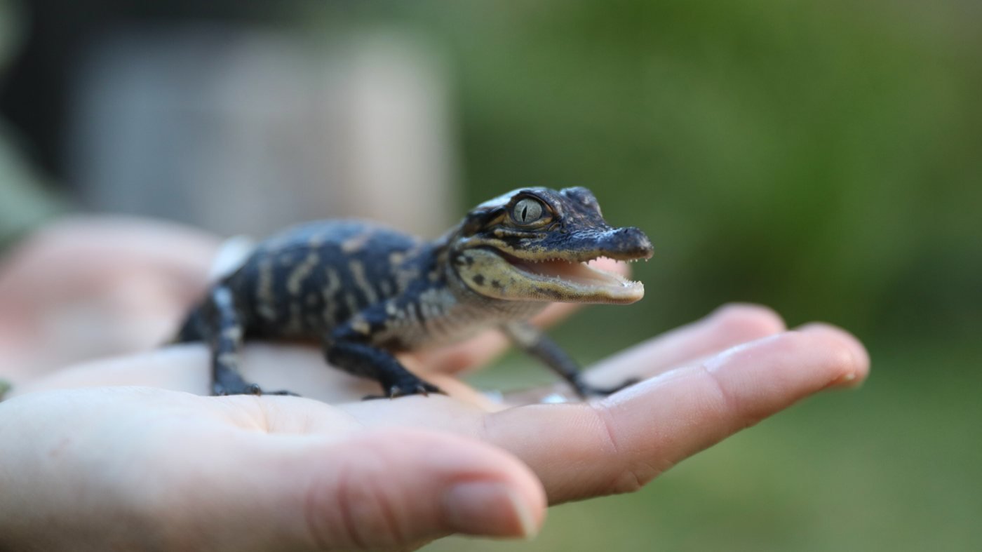 Australian Reptile Park