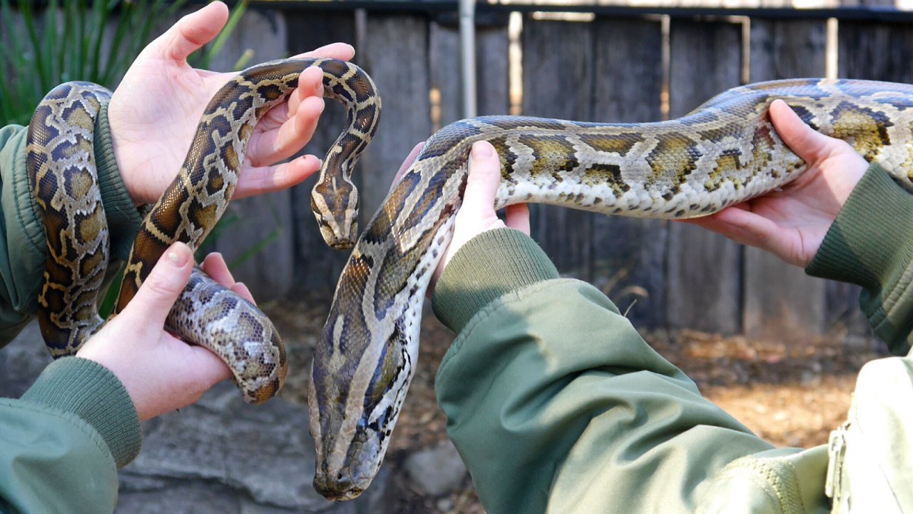 Australian Reptile Park