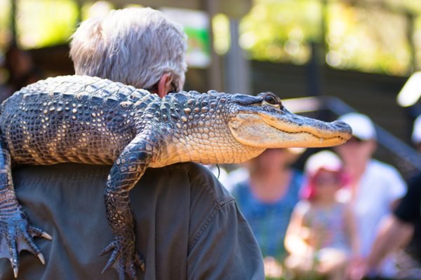 Australian Reptile Park Somersby Tickets | Book Online