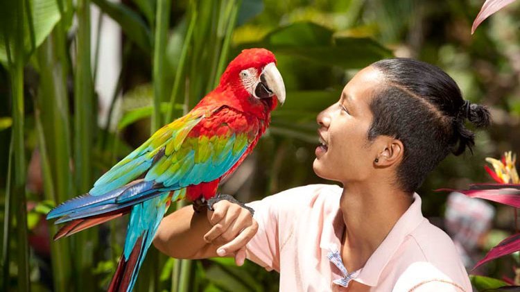 Bali Bird Park Ticket